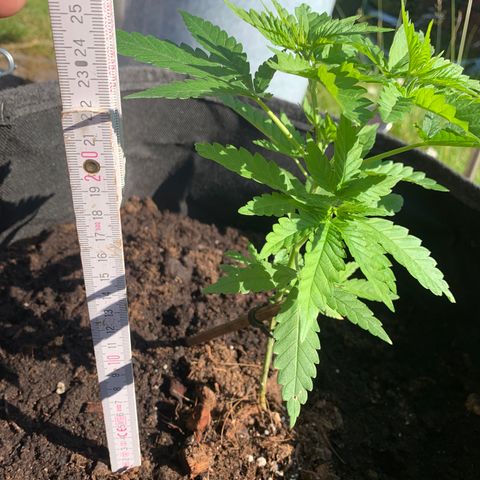 Special Queen #1 growlog timeline photo