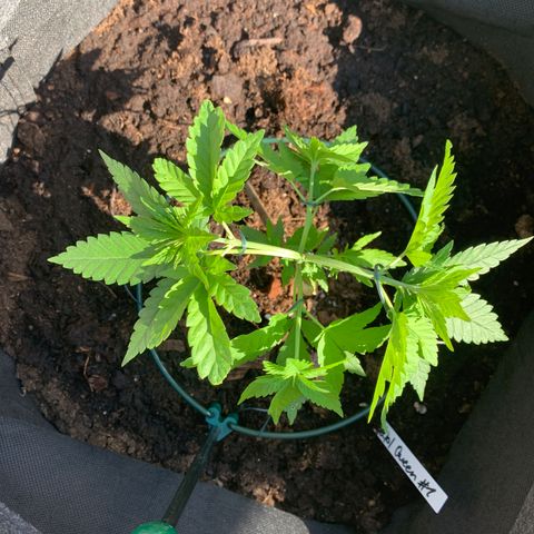 Special Queen #1 growlog photo: Lst 