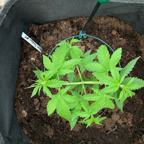 Special Queen #1 growlog timeline photo