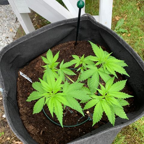 Special Queen #1 growlog timeline photo
