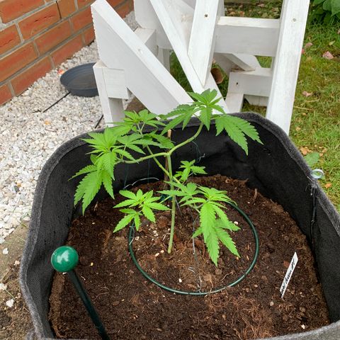 Special Queen #1 growlog timeline photo