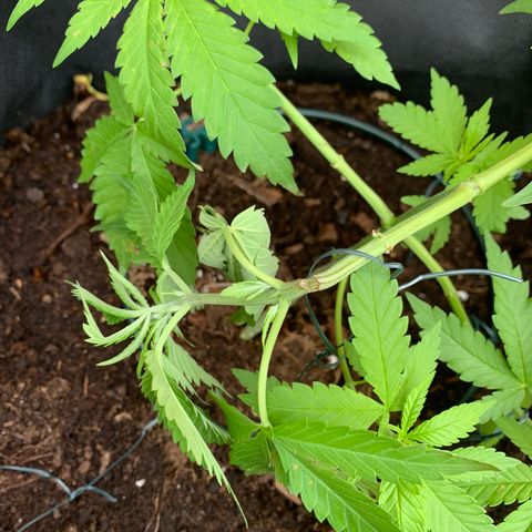 Special Queen #1 growlog photo: Durch Wind gebrochen 