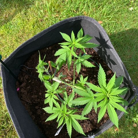 Special Queen #1 growlog timeline photo