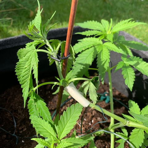 Special Queen #1 growlog timeline photo