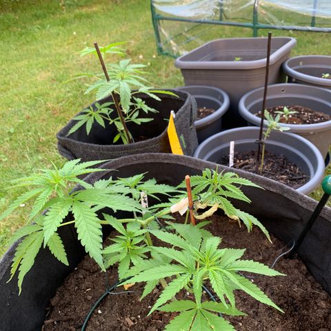 Special Queen #1 growlog timeline photo