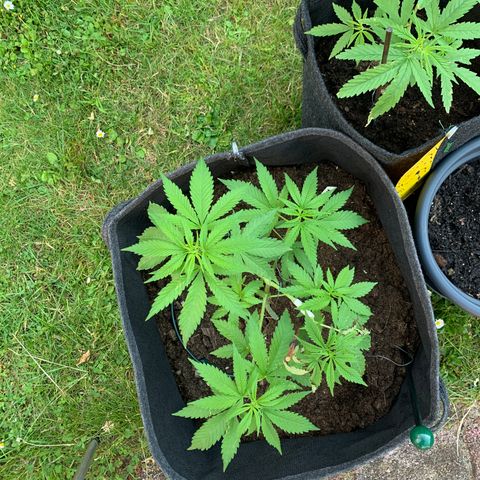 Special Queen #1 growlog timeline photo