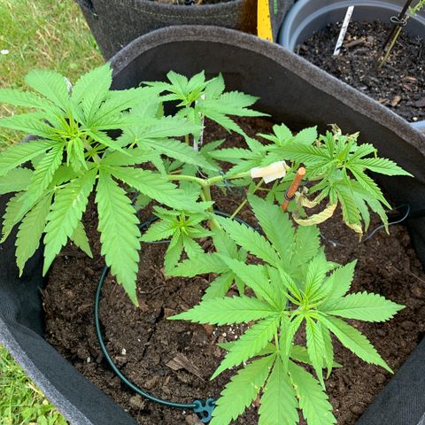 Special Queen #1 growlog timeline photo