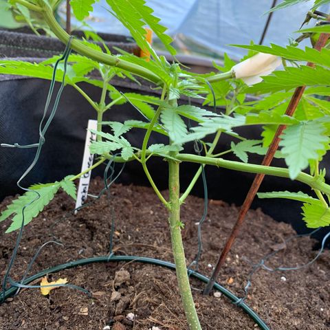 Special Queen #1 growlog timeline photo