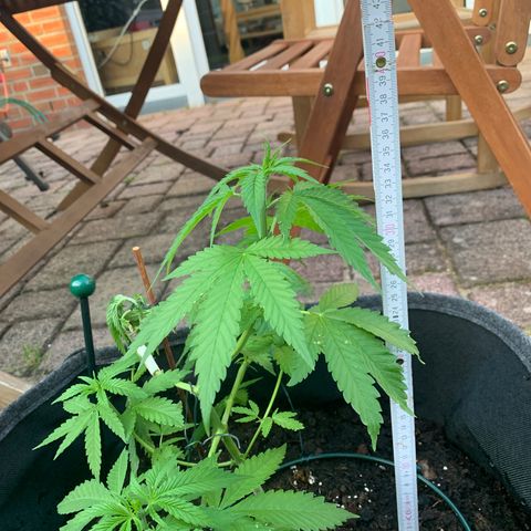 Special Queen #1 growlog timeline photo