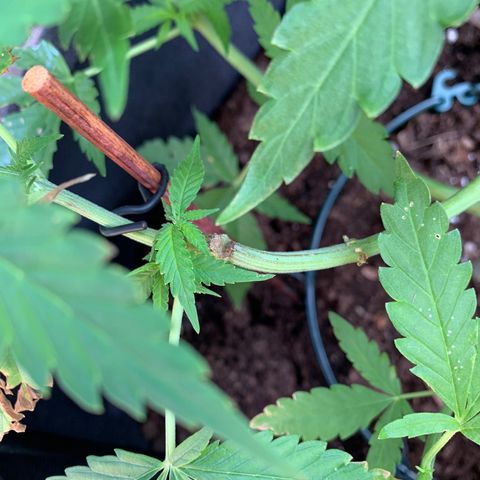 Special Queen #1 growlog timeline photo