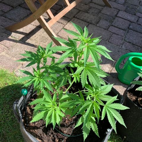 Special Queen #1 growlog timeline photo