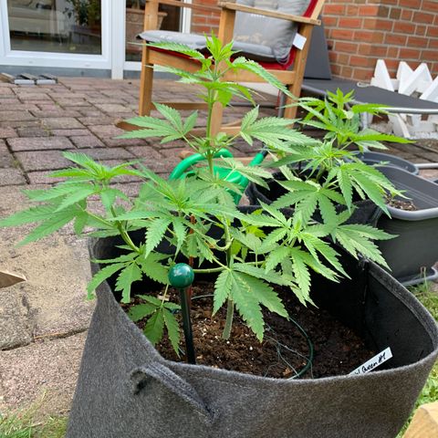 Special Queen #1 growlog timeline photo