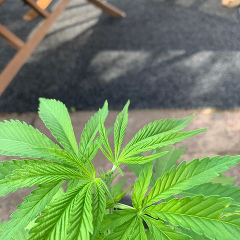 Special Queen #1 growlog photo: Topping drei spitzen entfernt 