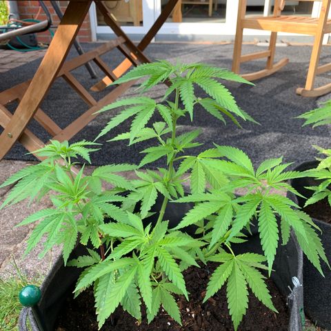 Special Queen #1 growlog photo: Topping drei spitzen entfernt 