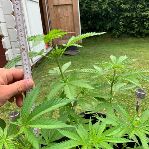Special Queen #1 growlog timeline photo