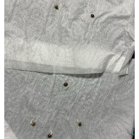 Ashley growlog photo: GERMINATION 