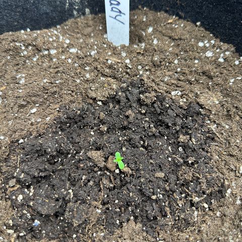Cady Heron growlog photo: Second to sprout. 