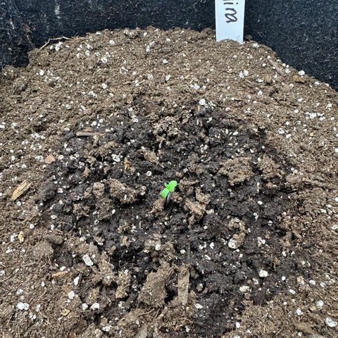Regina George  growlog photo: First to sprout.
Looks amazing. 