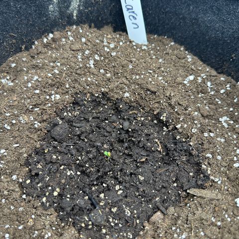 Karen Smith growlog photo: Third to sprout. 
Doing great. 