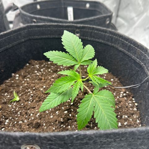 Regina George  growlog photo: First top and training.