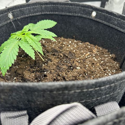Cady Heron growlog photo: Topped and LST. 