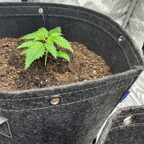 Karen Smith growlog photo: Topped and LST. 