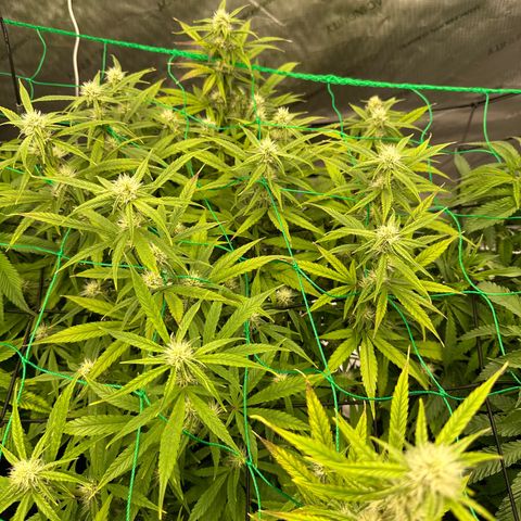 Mary-Kate growlog photo: L.E.D 80% Temp 80* Humidity 63%