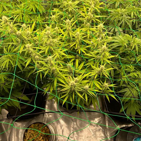 Ashley growlog photo: L.E.D 80% Temp 80* Humidity 63%