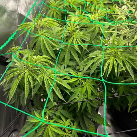 Cady Heron growlog photo: L.E.D 80% Temp 80* Humidity 63%