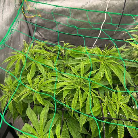 Karen Smith growlog photo: L.E.D 80% Temp 80* Humidity 63%