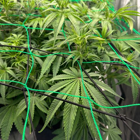 Regina George  growlog photo: L.E.D 80% Temp 80* Humidity 63%