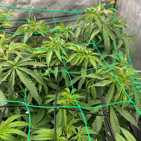 Gretchen Weiners  growlog photo: L.E.D 80% Temp 80* Humidity 63%