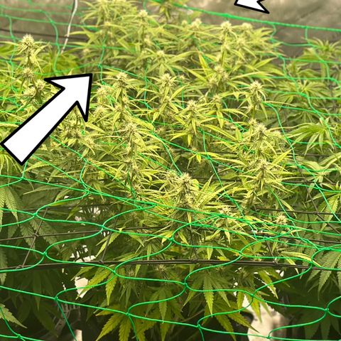 Mary-Kate growlog timeline photo