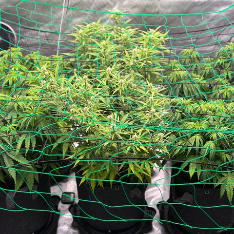 Ashley growlog photo: Day 51