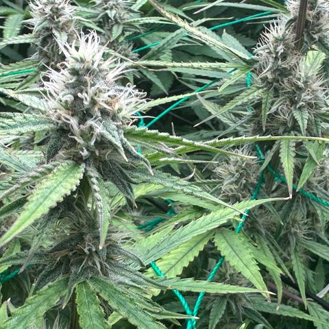 Ashley growlog photo: Day23Week4
