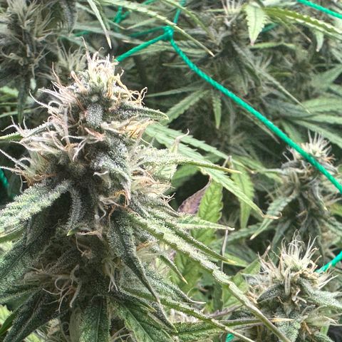 Ashley growlog photo: Day23Week4