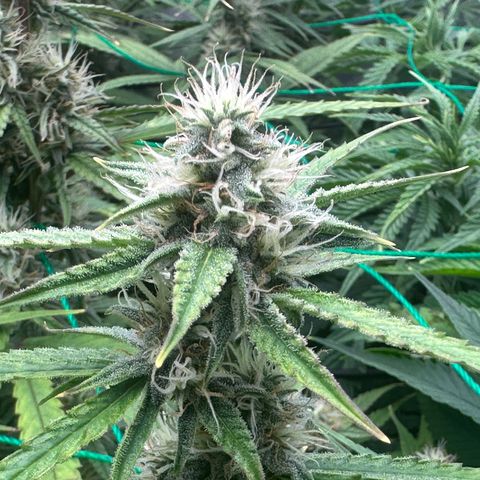Ashley growlog photo: Day23Week4