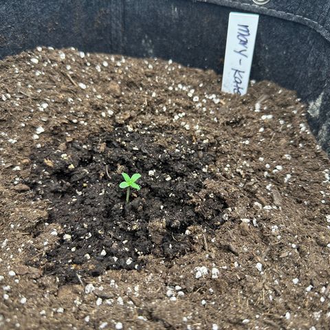 Mary-Kate growlog timeline photo