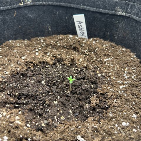 Ashley growlog timeline photo