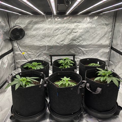 Ashley growlog timeline photo