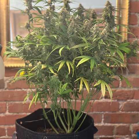 Mary-Kate growlog photo: Harvest 