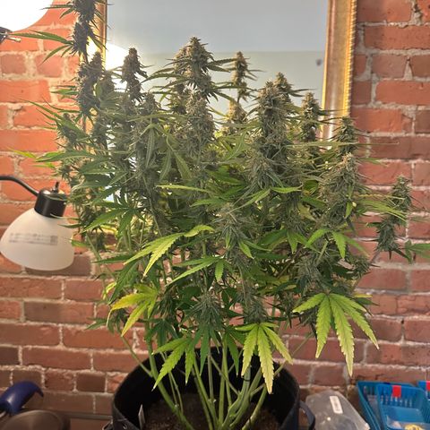 Ashley growlog photo: Harvest