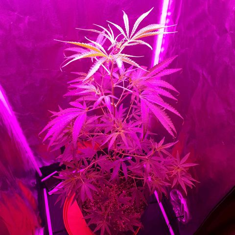 Susi growlog timeline photo