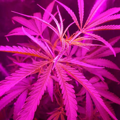 Susi growlog timeline photo
