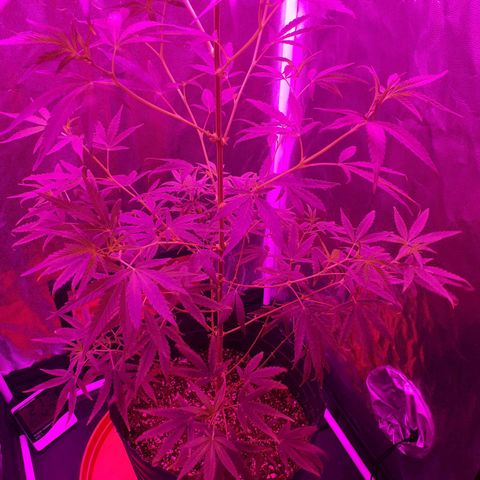 Susi growlog timeline photo