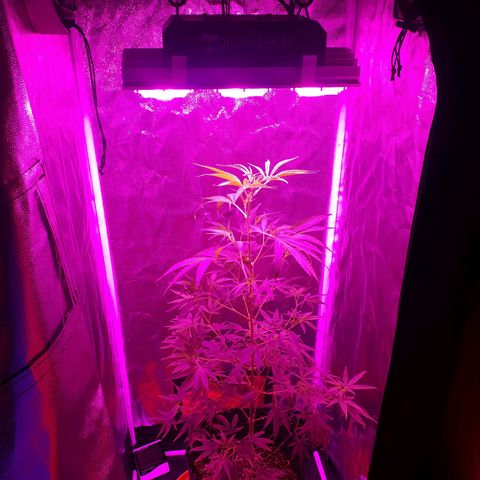 Susi growlog photo: Levantar luz