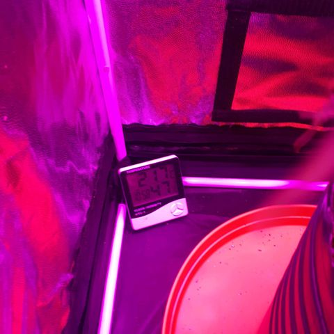 Susi growlog photo: Temperatura y humedad aceptable