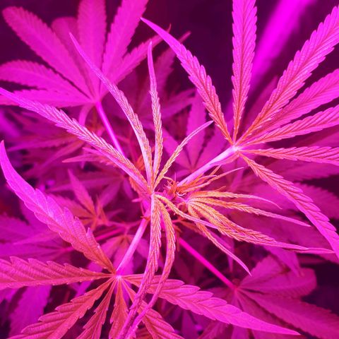 Susi growlog photo: Preflora