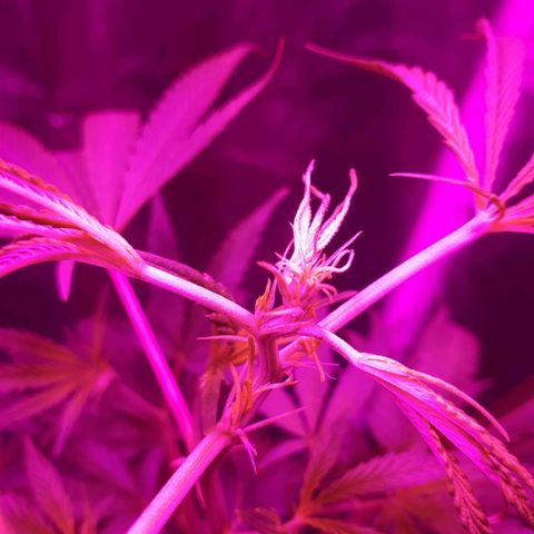 Susi growlog timeline photo