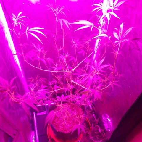 Susi growlog photo: Amarre y poda
